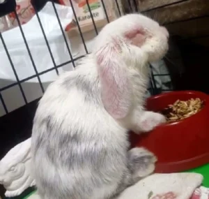 миксоматоз