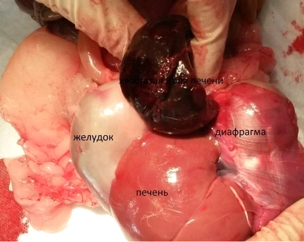 заворот доли печени у кроликов