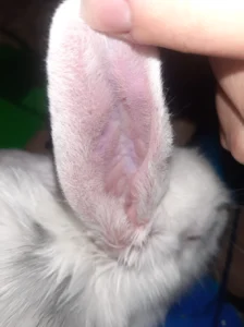 миксоматоз кроликов